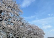 4月やっと桜が咲きました！